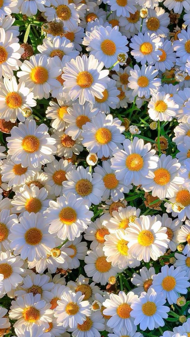 Gentle Embrace Serene Blossom Blend